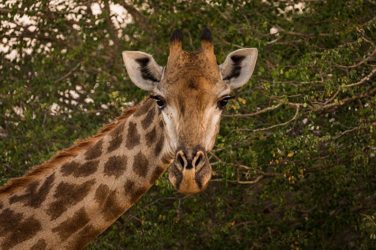 029 Timbavati Private Game Reserve, giraf.jpg